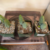 5” Trichocereus ‘Penis Cactus’*