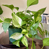 6” Tropical Plant Combo