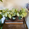 4” Syngonium Holly M