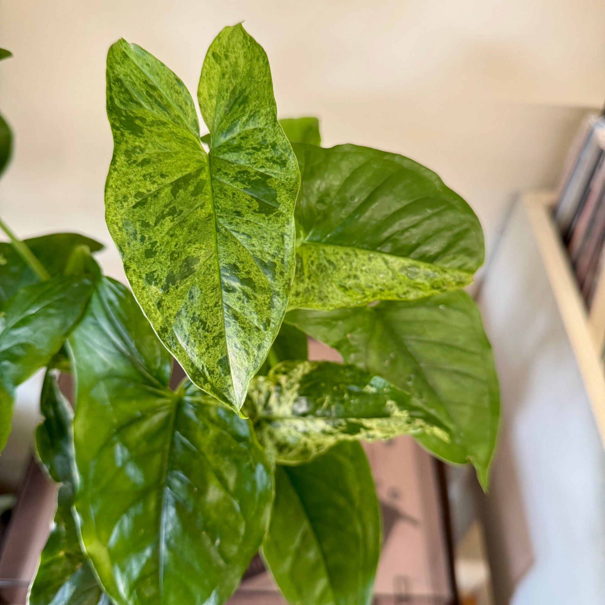 4" Sygnonium Mojito