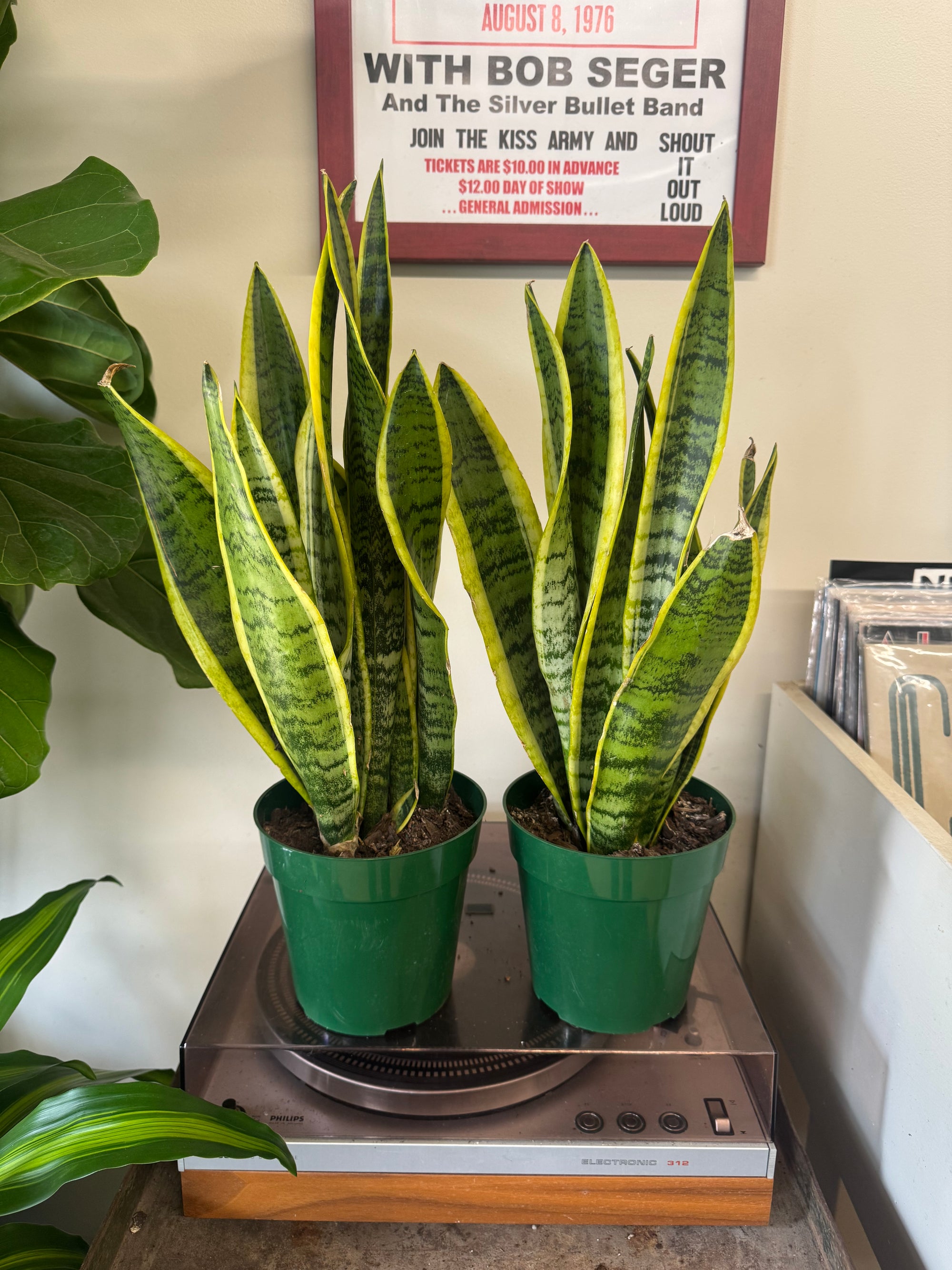 6”  Sansevieria Superba Laurentii