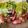 6”HB Pitcher Plant ‘Gaya’