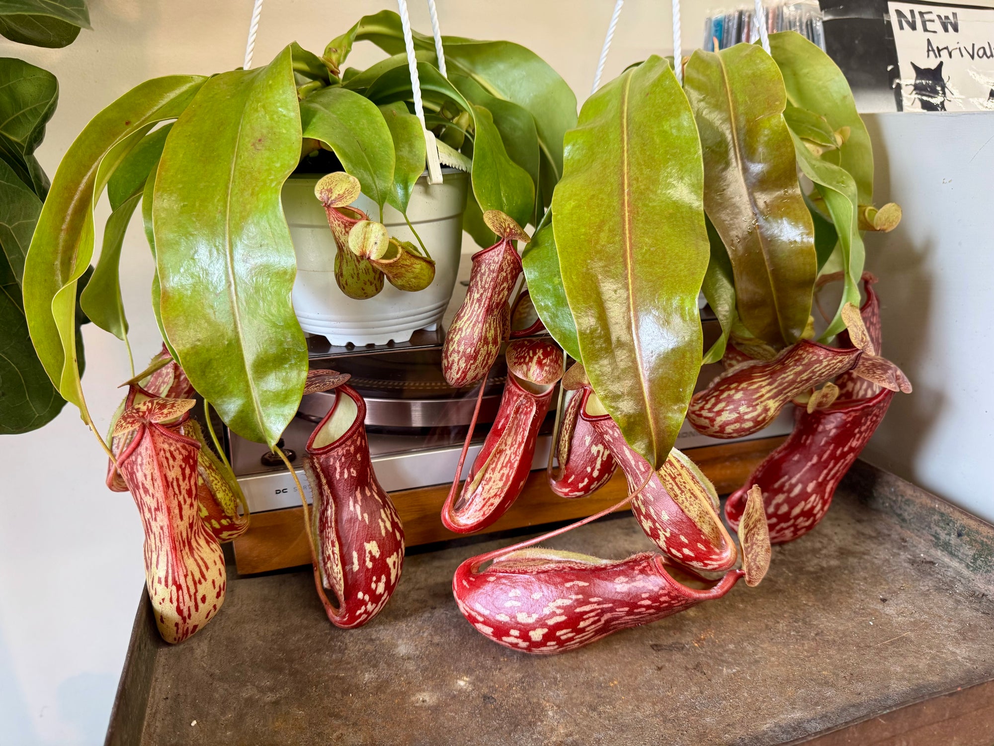 6”HB Pitcher Plant ‘Gaya’