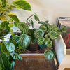 4” Peperomia Watermelon