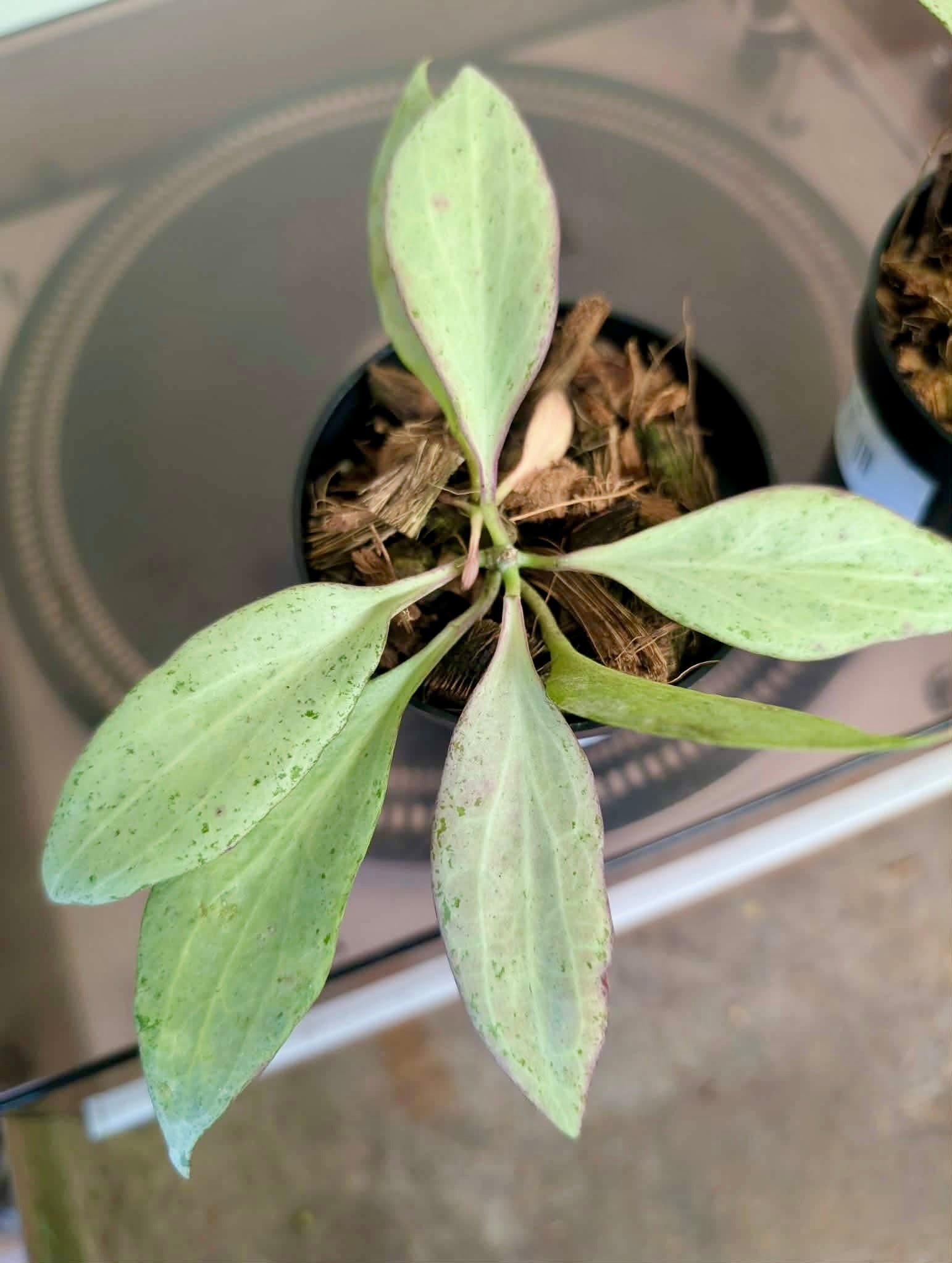 3” Hoya nicholsoniae 'New Guinea Ghost'