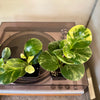 3” Peperomia Obtusifolia Marble