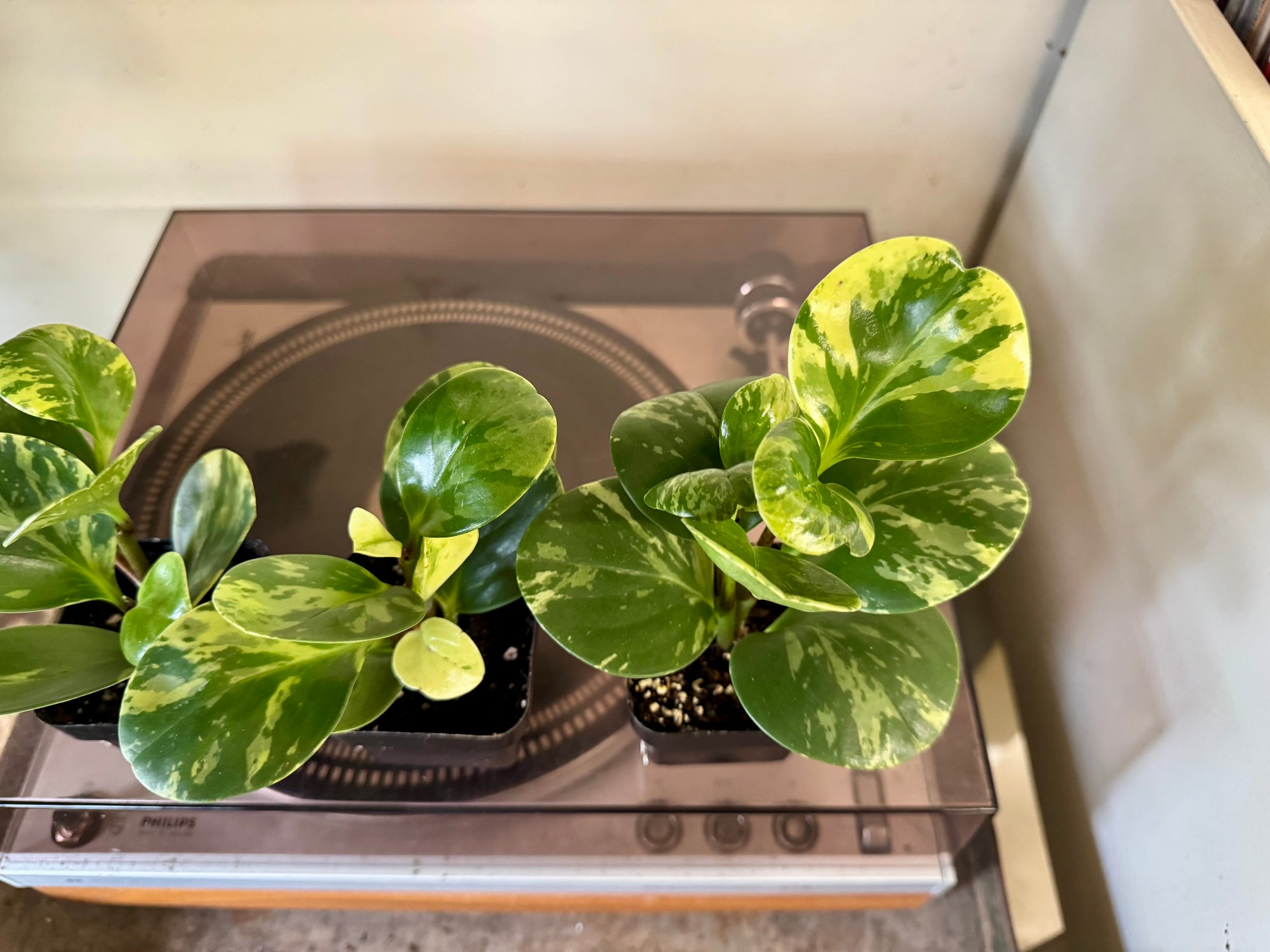 3” Peperomia Obtusifolia Marble