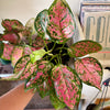 4" Aglaonema Ruby Ray