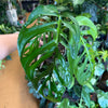 5” Monstera Esqueleto
