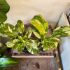 4” Philodendron Congo “Copper Flame”