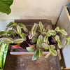 4” Tradescantia Bubblegum