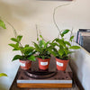 4" Hoya Pubicalyx Splash