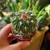 2.5” Stenocactus Multicostatus