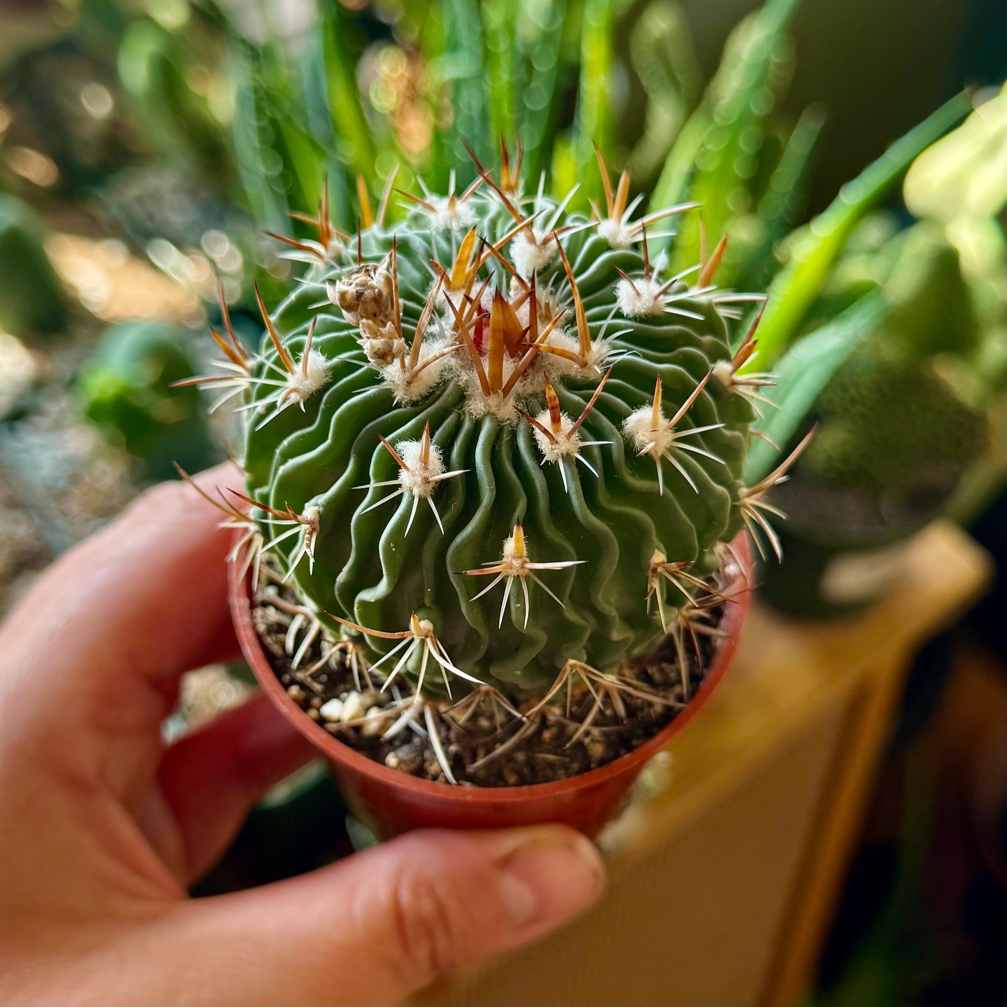 2.5” Stenocactus Multicostatus