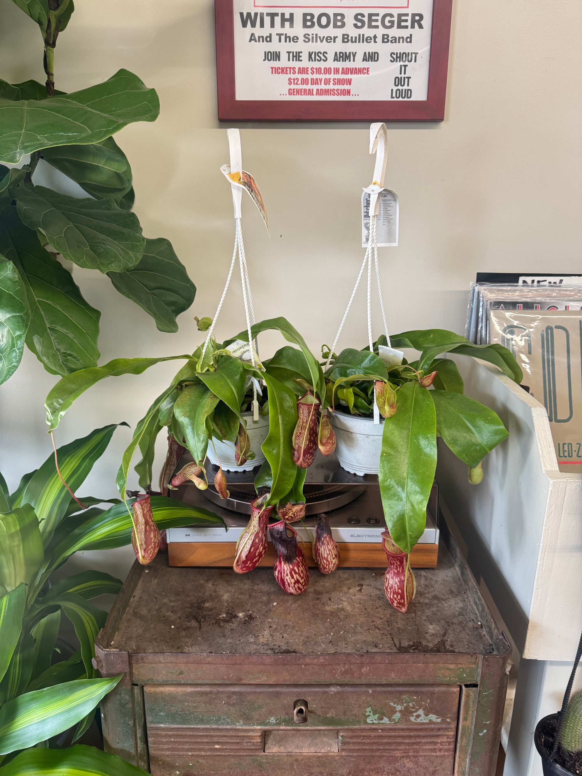 6”HB Pitcher Plant ‘Gaya’*