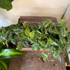 4” Scindapsus Argyeaus
