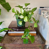6” Tropical Plant Combo