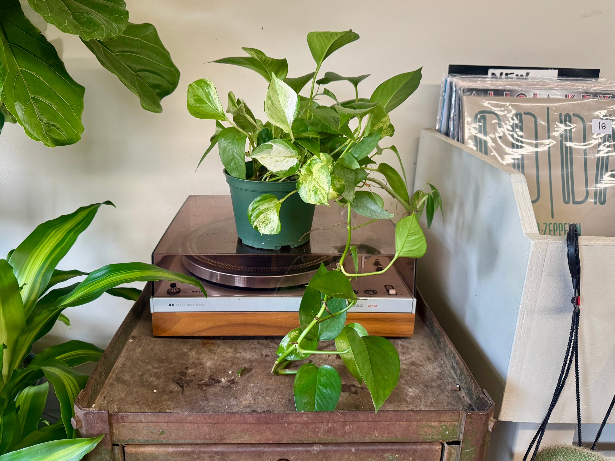 6” Tropical Plant Combo