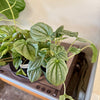 4” Peperomia Frost