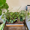 4” Peperomia Frost