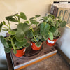 4" Peperomia Incana