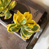 4” Variegated Euphorbia Poissonii