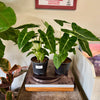 6” Alocasia Frydek