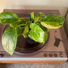 4” Philodendron 'Green Congo Nuclear' Variegated