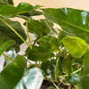 8” Philodendron Burle Marx