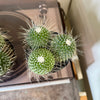 4” Mammillaria Un Pico