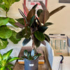 8” Ficus Burgundy Braid
