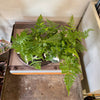 4” Rabbit Foot Fern