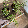 3” Hoya Bella Outer Var.