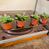 2.5” Sansevieria Bonji