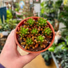 4” Sedum Jelly Bean