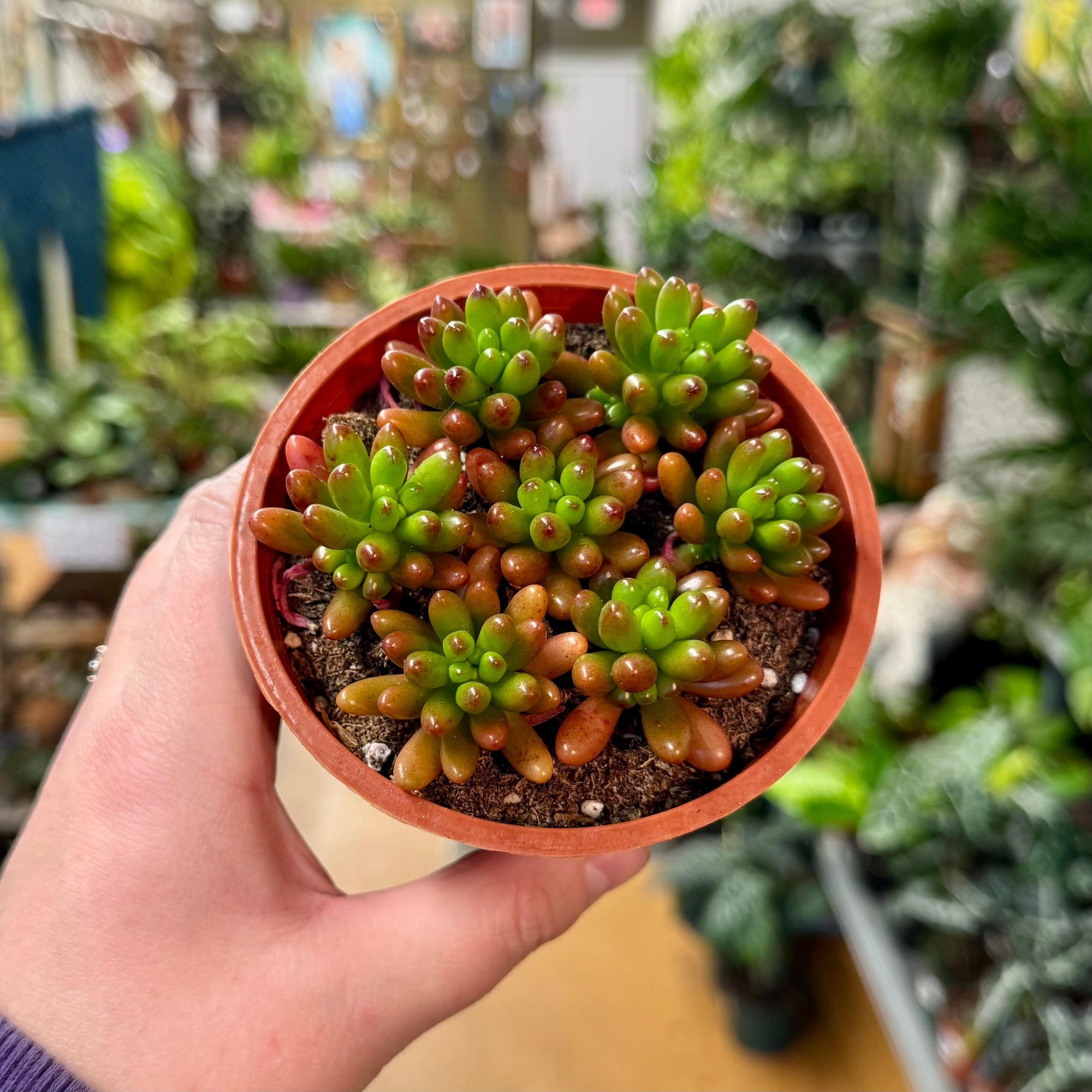 jelly bean plant succulent 4” Sedum Jelly Bean – Bloomora Botanicals