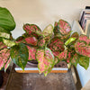4" Aglaonema Ruby Ray