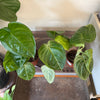 4” Syngonium Macrophyllum 'Ice Frost'
