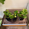 3” Peperomia Obtusifolia Marble