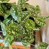 4” Scindapsus Argyeaus