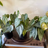 4" Philodendron Brandi