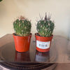 2.5” Stenocactus Multicostatus