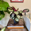 6” Calathea Rosy (Pale)