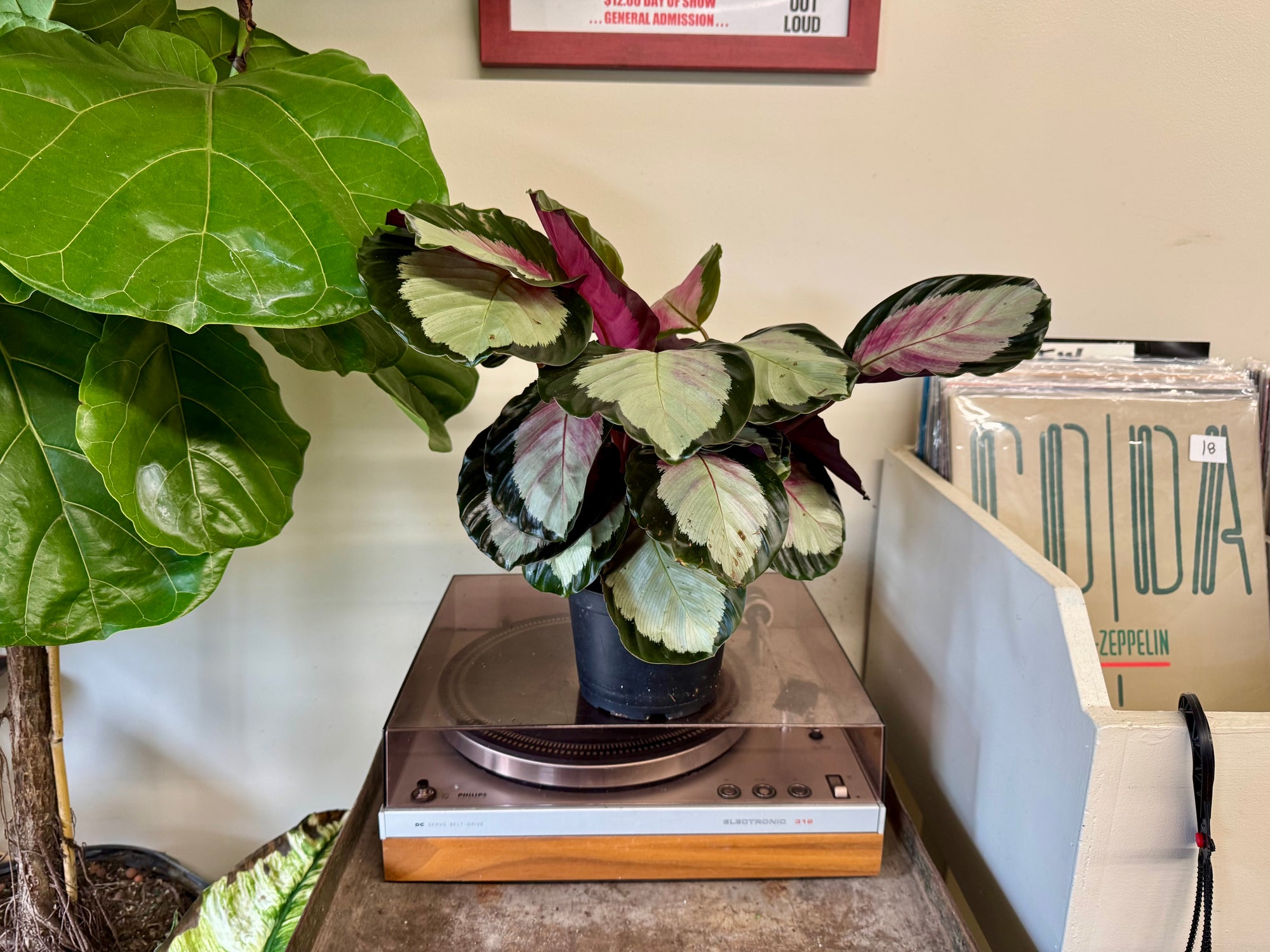 6” Calathea Rosy (Pale)