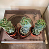 3.25” Cereus Spiral