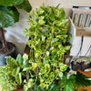 8”HB Churchill Gold Pothos