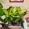 6” Dieffenbachia Mars