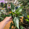 4” Philodendron White Princess