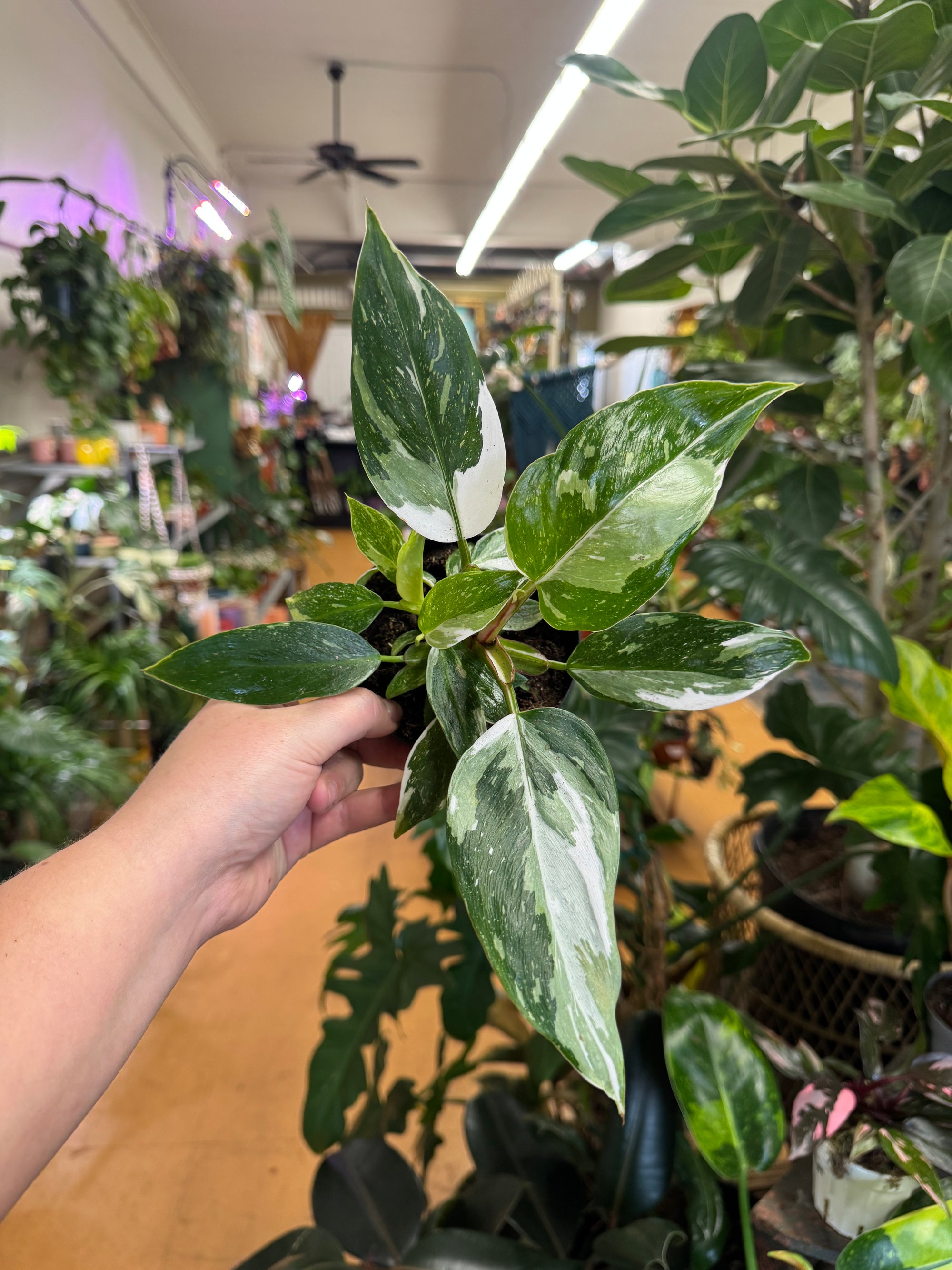 4” Philodendron White Princess