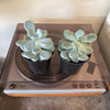 4” Pachyphytum ‘Moonstone’